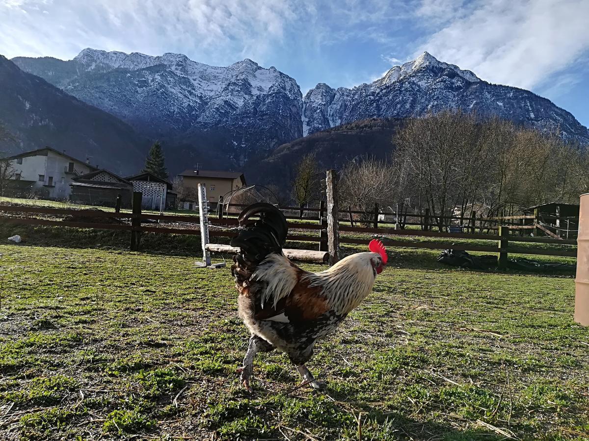 Agritur Airone Bed & Camping Levico Terme Buitenkant foto
